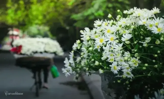 Khám Phá Hoa Cúc Họa Mi Hà Nội: Vẻ Đẹp Mùa Thu Ấn Tượng