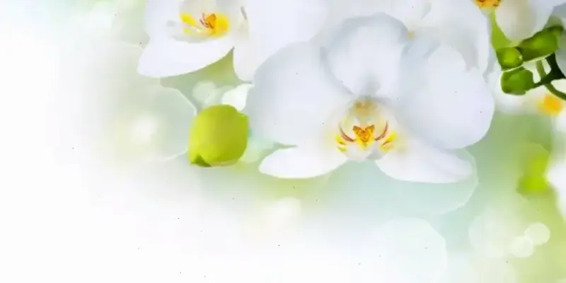 Hoa Lan Trang Trí: Bí Quyết Nâng Tầm Không Gian Làm Việc Cho Doanh Nhân