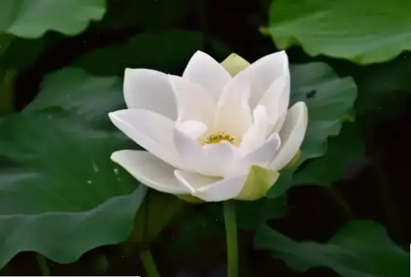 Khám Phá Ý Nghĩa Hoa Sen Trong Tâm Linh Và Văn Hóa Toàn Cầu