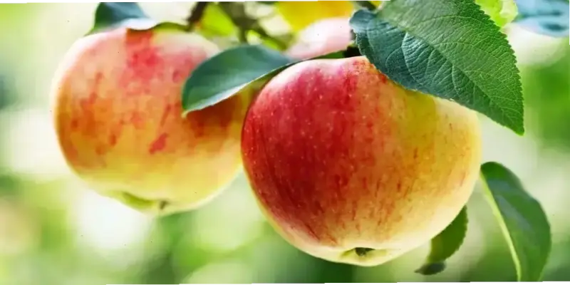 Khám phá thực phẩm lý tưởng cho bệnh nhân tiểu đường tuýp 2