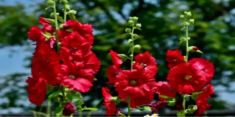 Khám Phá Vẻ Đẹp Rực Rỡ Của Hoa Mãn Đình Hồng