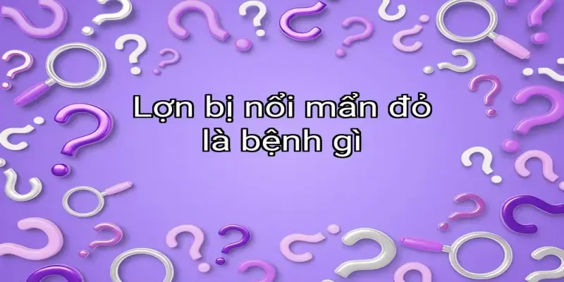 Lợn bị nổi mẩn đỏ là bệnh gì