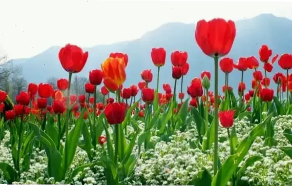 Khám Phá Hoa Tulip Ngày 8/3: Món Quà Ý Nghĩa Cho Ngày Đặc Biệt