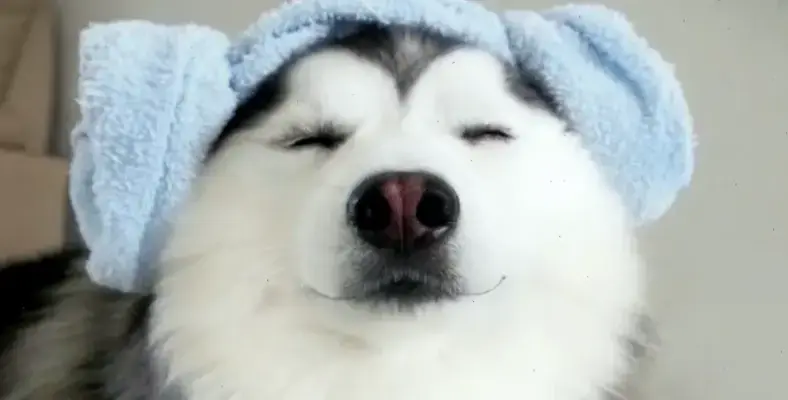 Khám Phá Avatar Chó Aesthetic Độc Đáo Và Hấp Dẫn Ngay!