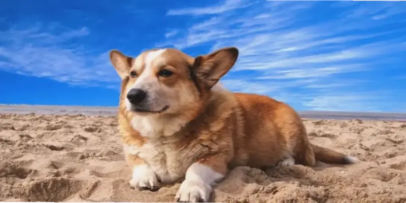 Avatar Chó Đẹp, Độc Nhất Và Hấp Dẫn. Nhấp Để Khám Phá!