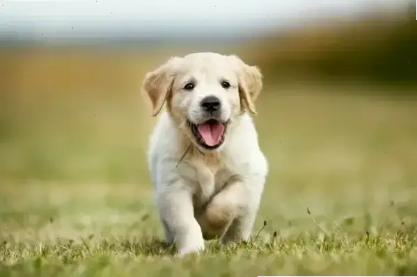 Avatar Dễ Thương Chó: Bí Quyết Tạo Để Thu Hút Lượt Theo Dõi