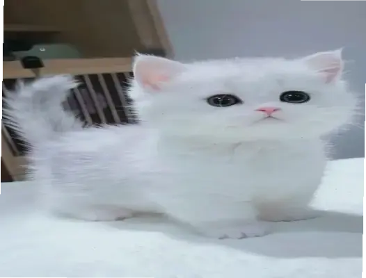 Hãy Khám Phá Avatar Mèo Đáng Yêu, Độc Đáo Ngay Hôm Nay!