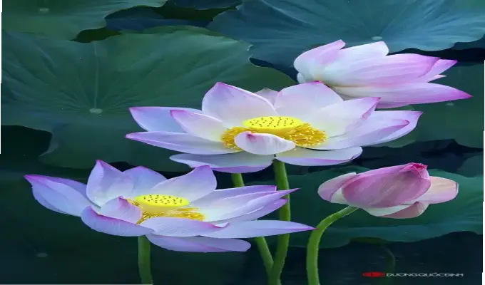 Avatar Hoa Đẹp: Độc Nhất, Hấp Dẫn, Thôi Thúc Nhấp Chuột!