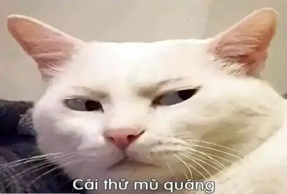 Khám Phá Avatar Meme Độc Lạ Hấp Dẫn, Thôi Thúc Nhấp Chuột