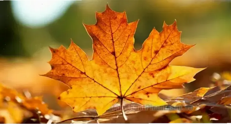 Khám Phá Avatar Mùa Thu Lá Vàng Độc Đáo Ngay!