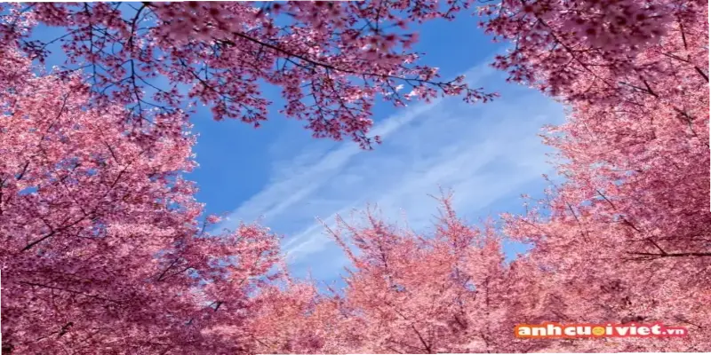 Thử Ngay Avatar Mùa Xuân Hoa Độc Đáo Cho Mùa Xuân Này!