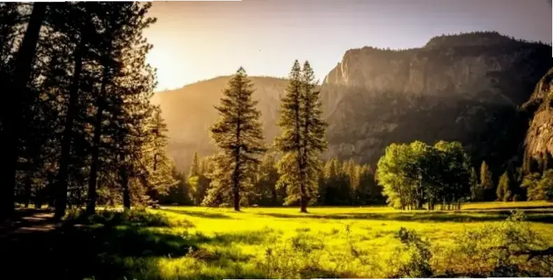 Khám Phá Avatar Rừng Đẹp, Độc Nhất Và Hấp Dẫn Ngay!