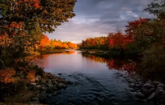 Avatar Rừng Mùa Thu: Độc Đáo, Hấp Dẫn, Nhấp Để Khám Phá!