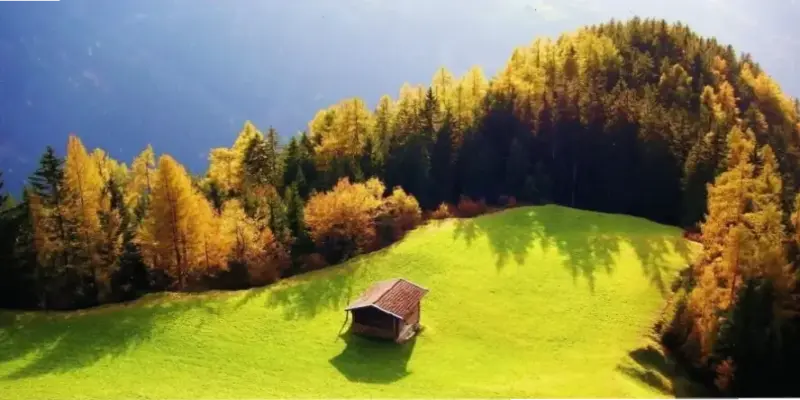 Khám Phá Avatar Rừng Phong Cảnh Độc Đáo Và Hấp Dẫn!